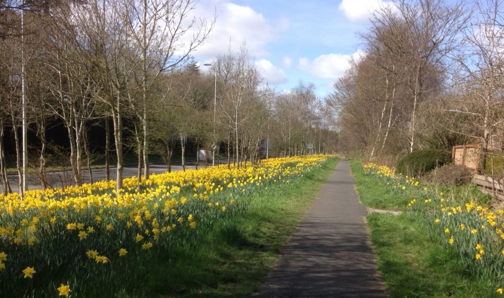 daffodil-highway-melrose