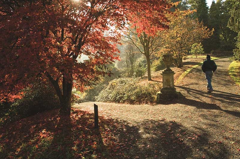 Dawyck in autumn